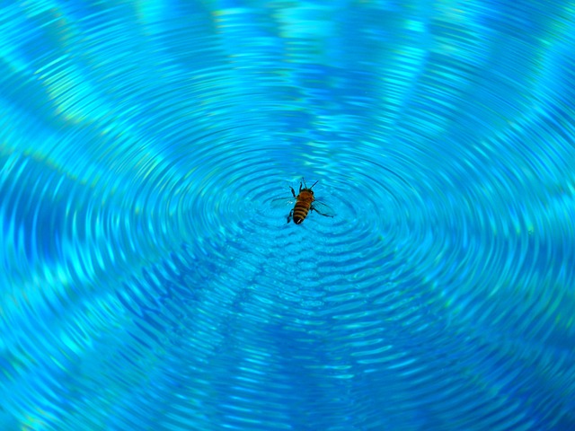 Insectes piscine