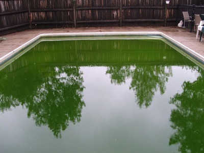 algues-piscine