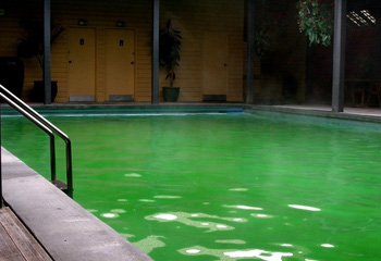 eau-verte-piscine