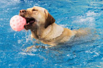 chien dans piscine